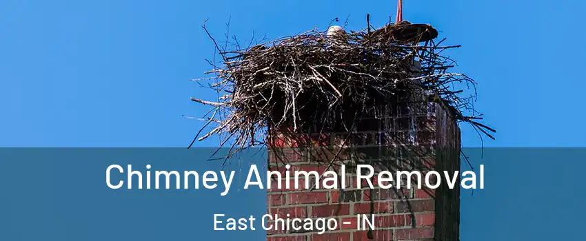 Chimney Animal Removal East Chicago - IN