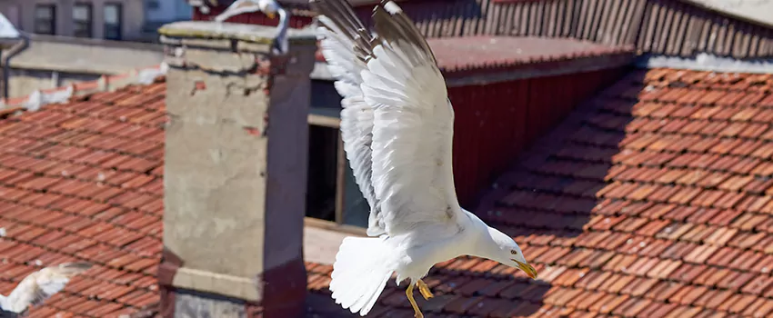 Residential Chimney Animal Removal Solution in East Chicago, IN